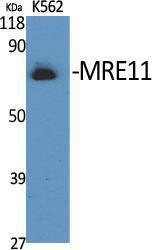 Anti-MRE11 antibody