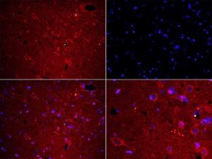 A00816 1 IF IHC P test on Rat Brain