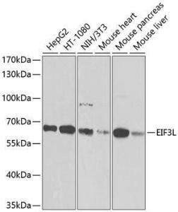 Anti-eIF3l antibody