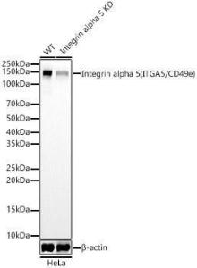 Antibody A309658-100 100 µl