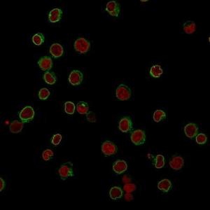 Anti-CD3 epsilon antibody