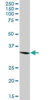 Anti-STX4 Mouse Polyclonal Antibody