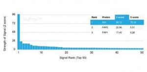 Analysis of protein array containing more than 19,000 full-length human proteins using Anti-SNF5 Antibody [SMARCB1/3984