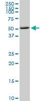 Anti-CDS1 Mouse Monoclonal Antibody [clone: 2D10]