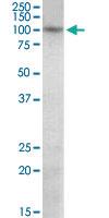 Anti-PRDM1 Goat Polyclonal Antibody