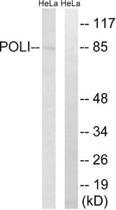 Western blot analysis of lysates from HeLa cells using Anti-POLI Antibody. The right hand lane represents a negative control, where the Antibody is blocked by the immunising peptide