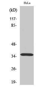 Western blot analysis of various cells using Anti-ELOVL4 Antibody