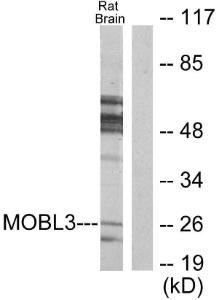 Western blot analysis of lysates from rat brain cells using Anti-MOBL3 Antibody. The right hand lane represents a negative control, where the antibody is blocked by the immunising peptide