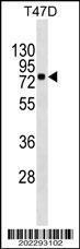 Anti-MX1 Mouse Monoclonal Antibody (PE (Phycoerythrin)) [clone: 474CT4.1.5]