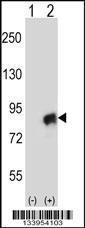 Anti-CUL4A Rabbit Polyclonal Antibody