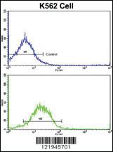 Anti-IFNAR1 Rabbit Polyclonal Antibody