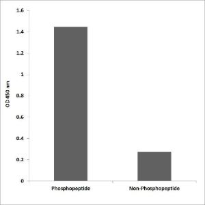 ELISA for immunogen phosphopeptide (left) and non-phosphopeptide (right) using Anti-ITGB1 (phospho Tyr795) Antibody