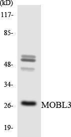 Western blot analysis of the lysates from HT 29 cells using Anti-MOBL3 Antibody