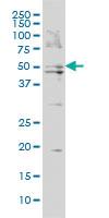 Anti-BAAT Mouse Monoclonal Antibody [clone: 5B6]