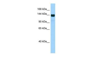 Anti-AFF4 Rabbit Polyclonal Antibody