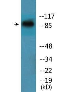 Western blot analysis of lysates from HeLa cells treated with H2O2 using Anti-ITGB1 (phospho Tyr795) Antibody