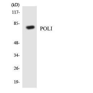 Western blot analysis of the lysates from HeLa cells using Anti-POLI Antibody