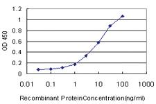 Anti-BAAT Mouse Monoclonal Antibody [clone: 5B6]