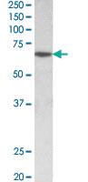 Anti-SOX11 Goat Polyclonal Antibody