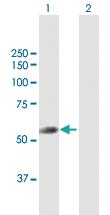 Anti-TRIT1 Mouse Polyclonal Antibody