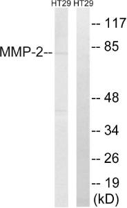 Anti-MMP2 Rabbit Polyclonal Antibody