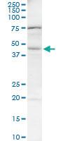 Anti-BAAT Mouse Monoclonal Antibody [clone: 1E4]