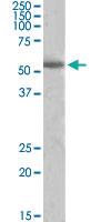 Anti-TH Goat Polyclonal Antibody