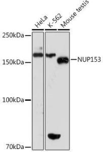 Antibody A307009-100 100 µl