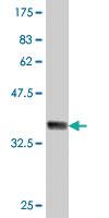 Anti-NDUFS3 Mouse Polyclonal Antibody