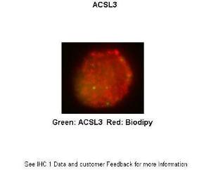 Anti-ACSL3 Rabbit Polyclonal Antibody