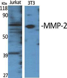 Anti-MMP2 Rabbit Polyclonal Antibody