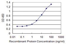 Anti-WDR13 Mouse Monoclonal Antibody [clone: 1G9]