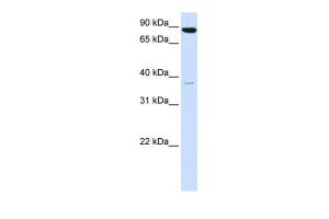 Anti-ACSL3 Rabbit Polyclonal Antibody