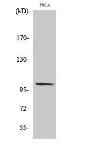 Western blot analysis of various cells using Anti-PMS2 Antibody