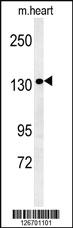 Anti-ANKRD32 Rabbit Polyclonal Antibody