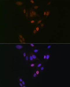 Antibody A307009-100 100 µl