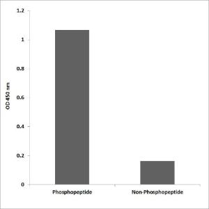 ELISA for immunogen phosphopeptide (left) and non-phosphopeptide (right) using Anti-IRS-1 (phospho Tyr896) Antibody