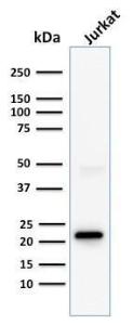 Anti-CD3 epsilon antibody