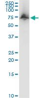 Anti-ACBD3 Mouse Polyclonal Antibody