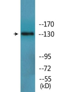 Western blot analysis of lysates from HepG2 cells treated with Na3VO4 03mM 40' using Anti-IRS-1 (phospho Tyr896) Antibody