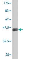 Anti-MSRB1 Mouse Polyclonal Antibody