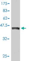 Anti-ZG16B Mouse Monoclonal Antibody [clone: 4D1-1B11]