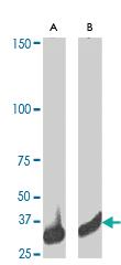 Anti-CDK1 Rabbit Polyclonal Antibody