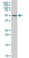 Anti-CORO1C Mouse Polyclonal Antibody