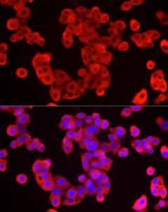 Immunofluorescence analysis of HepG2 cells using Anti-Peroxiredoxin 2/PRP Antibody (A307012) at a dilution of 1:50 (40X lens). DAPI was used to stain the cell nuclei (blue)