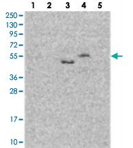 Anti-DMRTA2 Rabbit Polyclonal Antibody