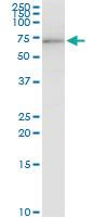 Anti-ACBD3 Mouse Polyclonal Antibody