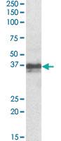 Anti-FOXI3 Goat Polyclonal Antibody