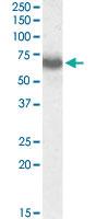 Anti-IKZF1 Goat Polyclonal Antibody