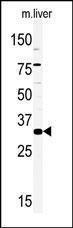 Anti-PELP1 Rabbit Polyclonal Antibody (APC (Allophycocyanin))